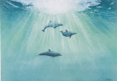 Dolphins in the Light